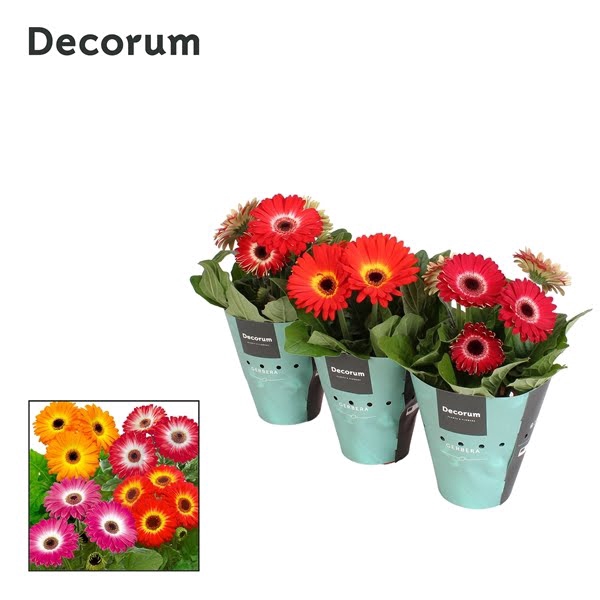 Gerbera 3-bl Twister Mix Potcover