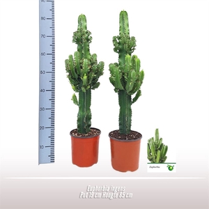 Euphorbia ingens