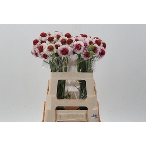 Scab At Strabwery Hoop Scoop