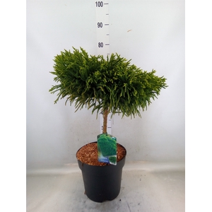Cryptomeria japon. 'Globosa Nana'