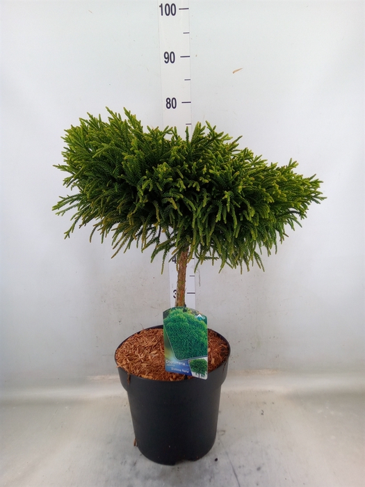 <h4>Cryptomeria japon. 'Globosa Nana'</h4>