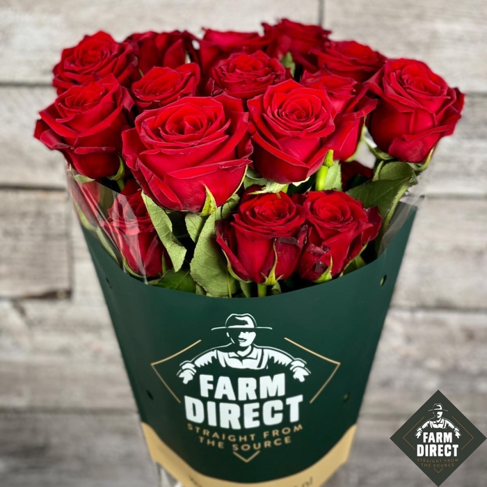 <h4>R GR ROYAL EXPLORER</h4>