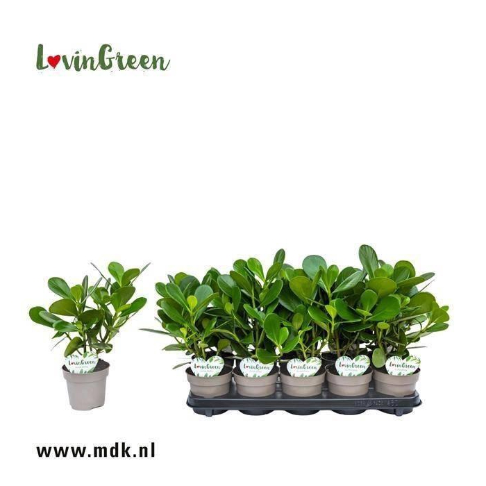 <h4>Clusia Rosea 12Ø 35cm 3pp</h4>