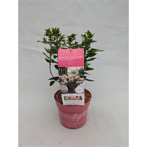 <h4>Hydrangea Paniculata (Gardenlight) Pinklight</h4>