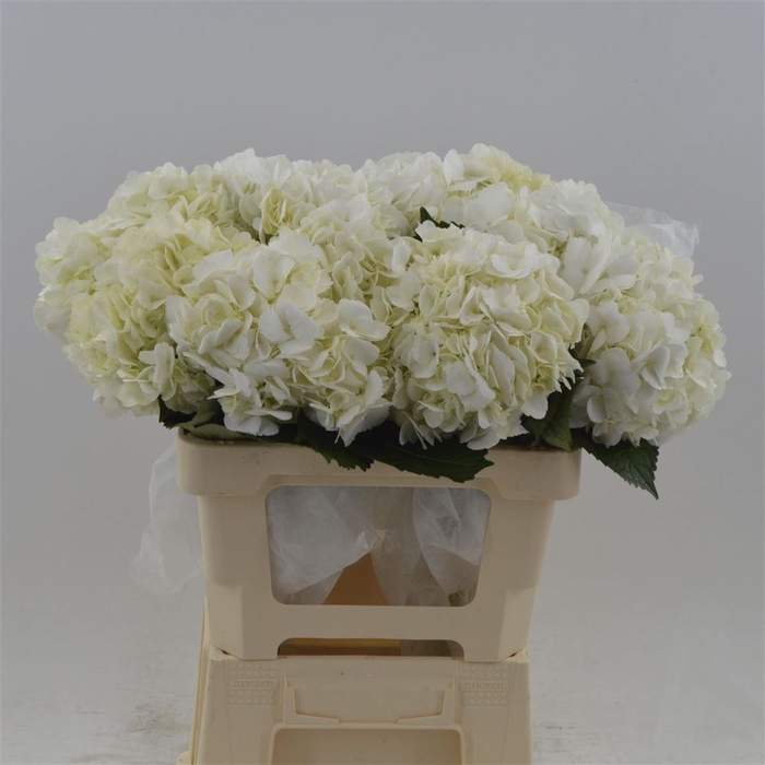 <h4>Hydrangea White</h4>