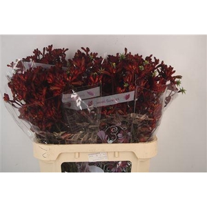 Anigozanthos Early Spring Red