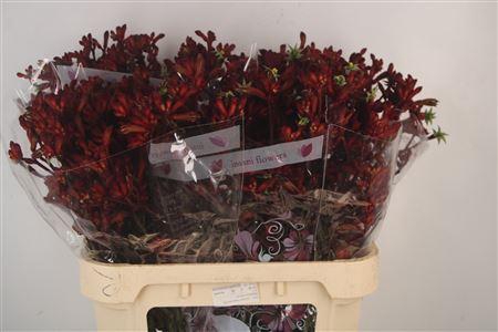 <h4>Anigozanthos Early Spring Red</h4>