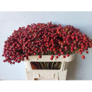 Rosebottle red hooijdonk