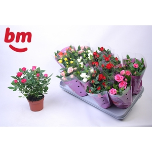 RO B MONDE GEM 7 SRT