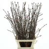 PRUNUS OV