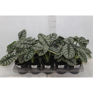 ALOCASIA SILVER DRAGON P12