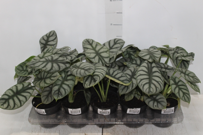 <h4>ALOCASIA SILVER DRAGON P12</h4>