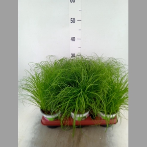 Cyperus alternifolius 'Zumula'
