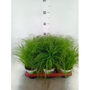 Cyperus alternifolius 'Zumula'