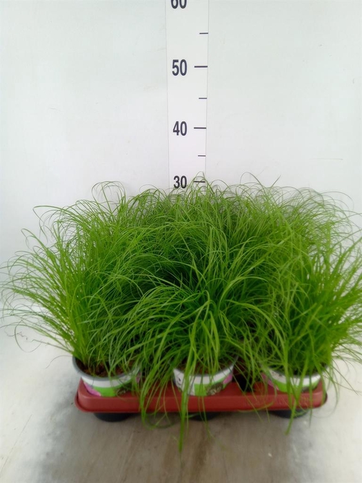 <h4>Cyperus alternifolius 'Zumula'</h4>