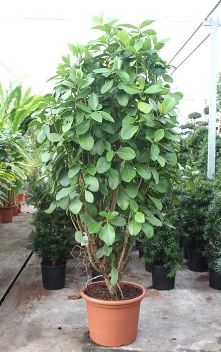 <h4>Clusia rosea</h4>