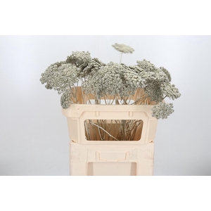 Ammi Zaad Kl Bh Platina