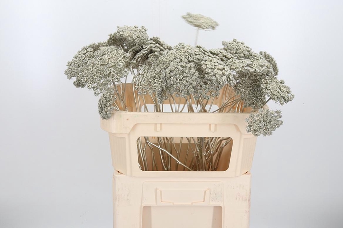 <h4>Ammi Zaad Kl Bh Platina</h4>