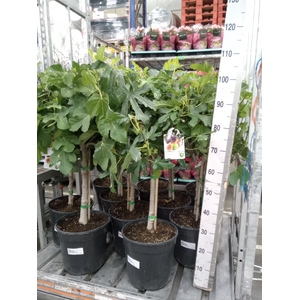 Ficus carica