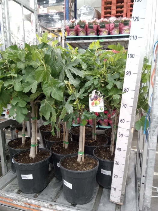 <h4>Ficus carica</h4>