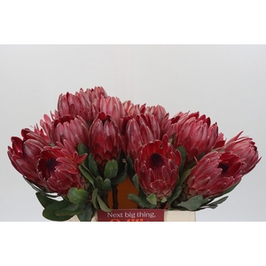 Protea Sharon