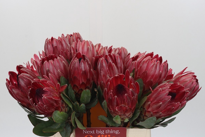 <h4>Protea Sharon</h4>