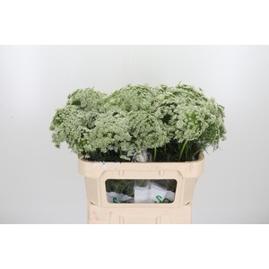 Ammi Vis Casablanca