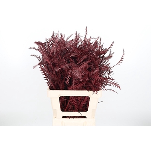 Grevilea Ivanhoe Kl Bh Bordeaux