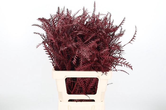 <h4>Grevilea Ivanhoe Kl Bh Bordeaux</h4>