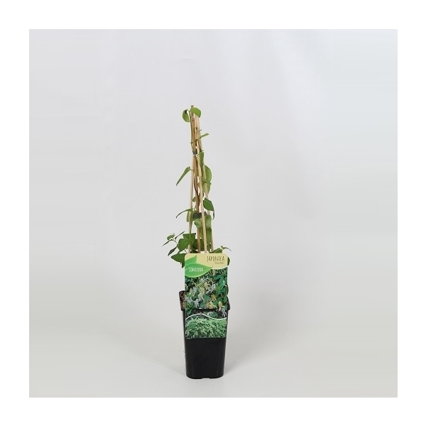 <h4>Lonicera japonica Halliana</h4>