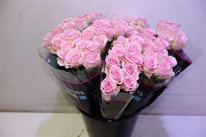 <h4>R Gr Heaven! X10</h4>