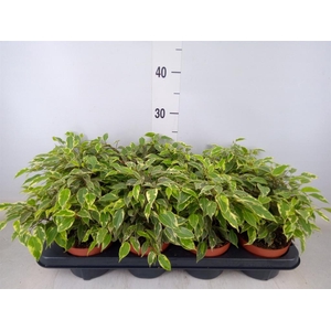 Ficus benja. 'Kinky'