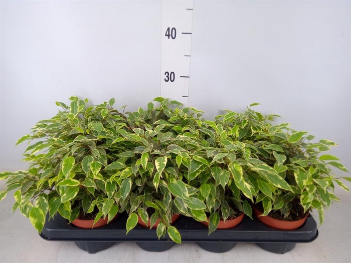 <h4>Ficus benja. 'Kinky'</h4>