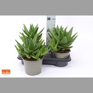 ALOE PERFOLIATA