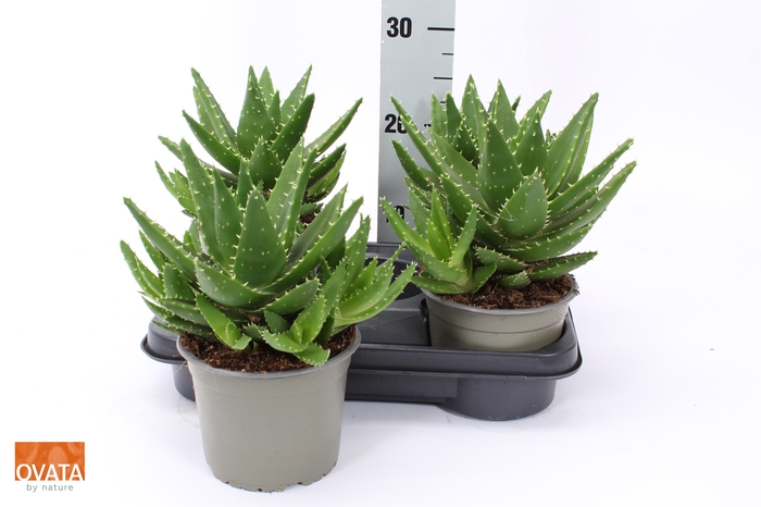 <h4>ALOE PERFOLIATA</h4>