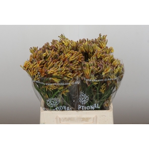 Anigozanthos Bush Blitz