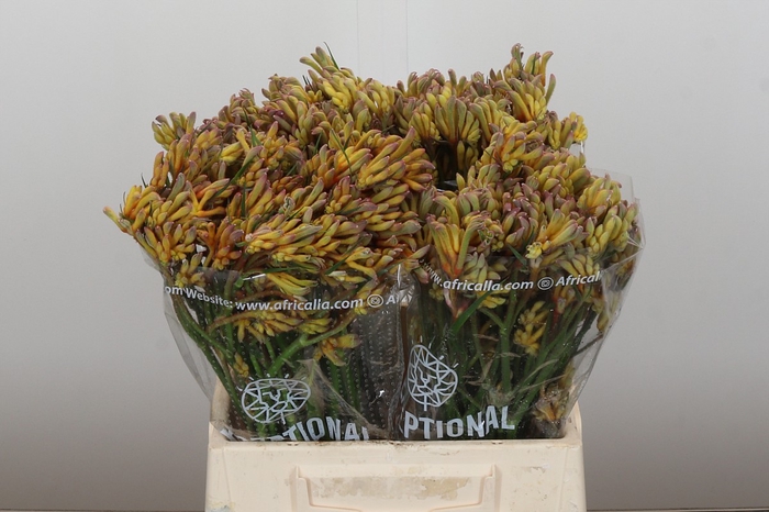 <h4>Anigozanthos Bush Blitz</h4>