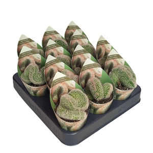 MAMM BACKEB ERNESTII