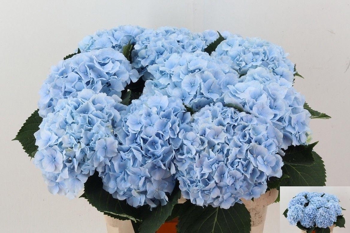 <h4>Hydr M Ch Verena Bl</h4>
