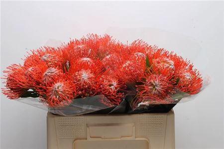 <h4>Leuco Co Tango</h4>