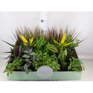 Planten  ..mix