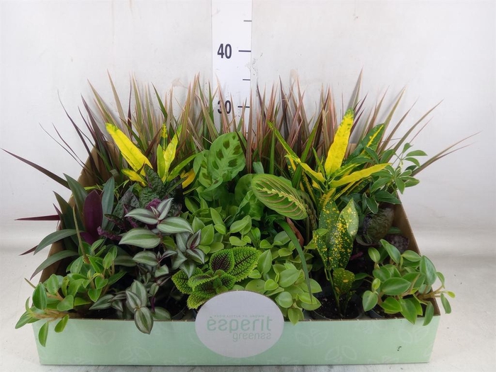 <h4>Planten  ..mix</h4>