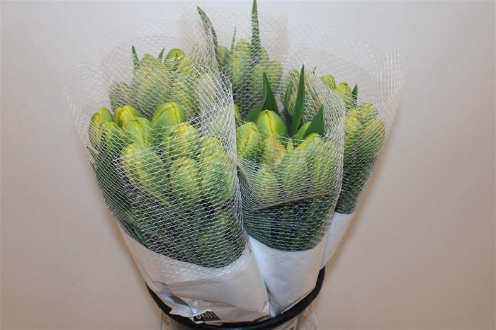 <h4>Tu Fr Du Tahiti</h4>