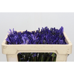 Agapanthus EYFORI Blue