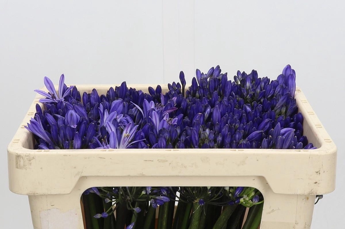 <h4>Agapanthus Eyfori Blue</h4>