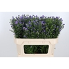 Aster Casamare