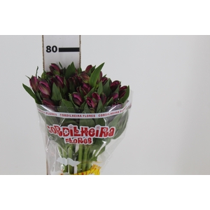 ALSTROEMERIA NAPOLI 080 CM
