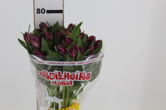 <h4>ALSTROEMERIA NAPOLI 080 CM</h4>