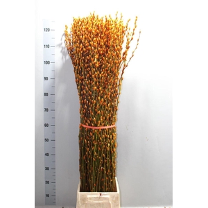 Salix Wilgenkatjes Orange Klbh 120cm