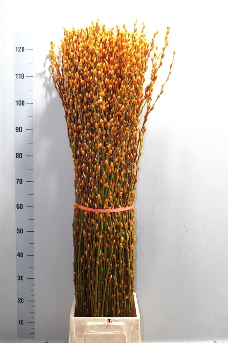<h4>Salix Wilgenkatjes Orange Klbh 120cm</h4>